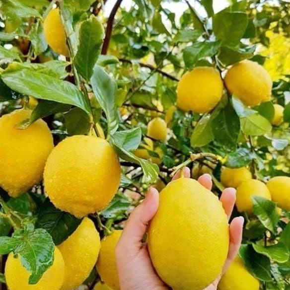 joss Bibit Tanaman Jeruk Lemon Import Amerika-Bibit Lemon Amerika viral