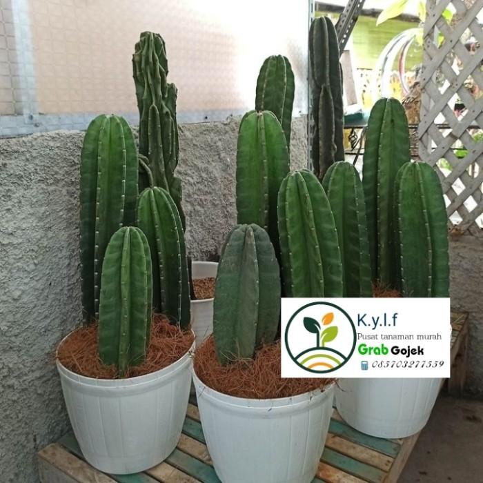 

Tanaman Hias Kaktus Koboi Belimbing / Kaktus Koboi 3 Susun + Pot Best Seller