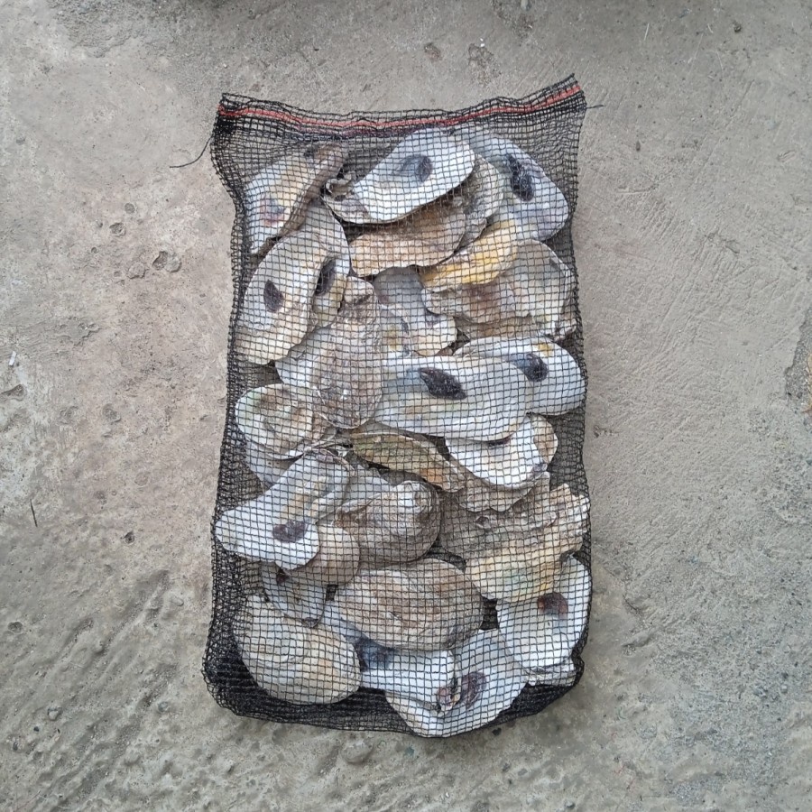 OYSTER SHELL KULIT KERANG KEMAS 1KG MEDIA FILTER KOLAM DAN AQUARIUM