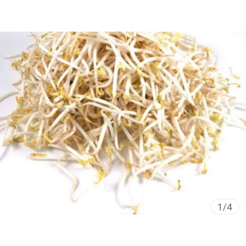 

kecambah sayur tauge sayur