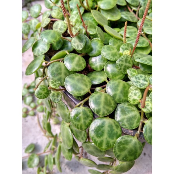 string of turtle rimbun | peperomia prostata