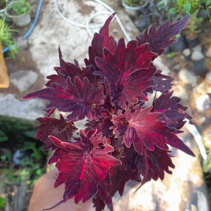 Miana sultan merah / tanaman Miana ekor cupang merah murah beli 2 gratis 2