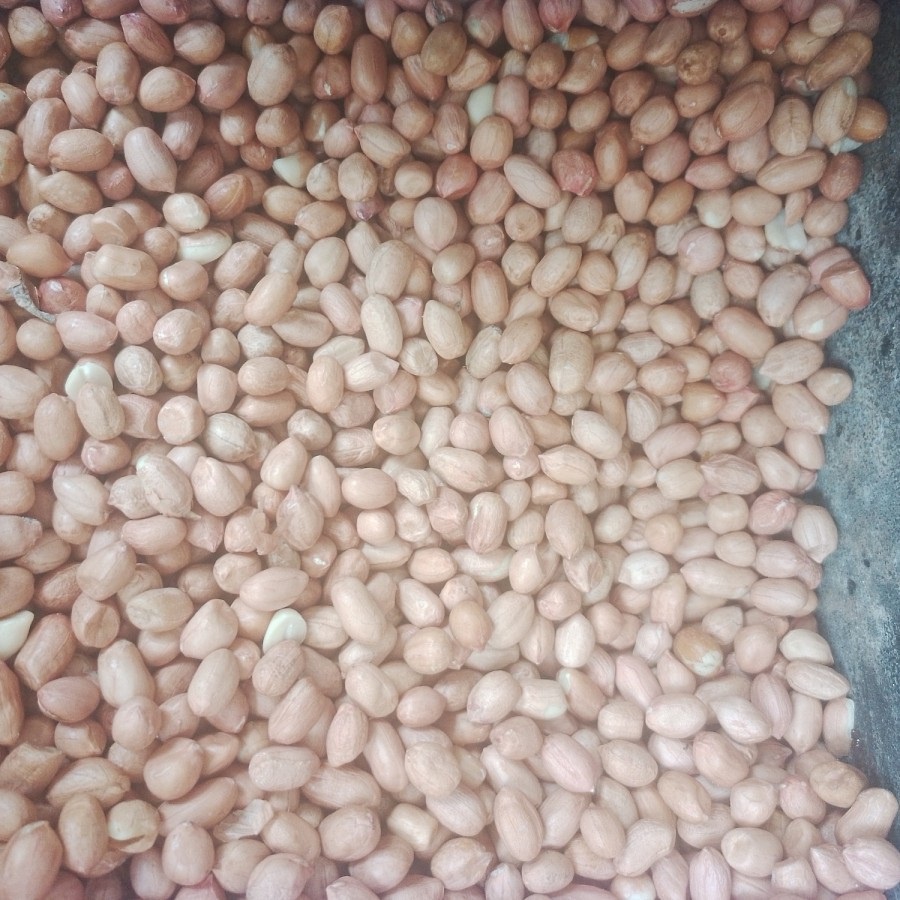 

Kacang Tanah besar curah - 500 gram