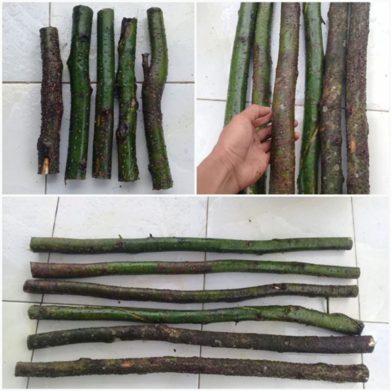 

100 batang kayu lemo size 80 cm