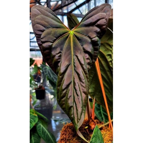 anthurium papilaminum x Deslery