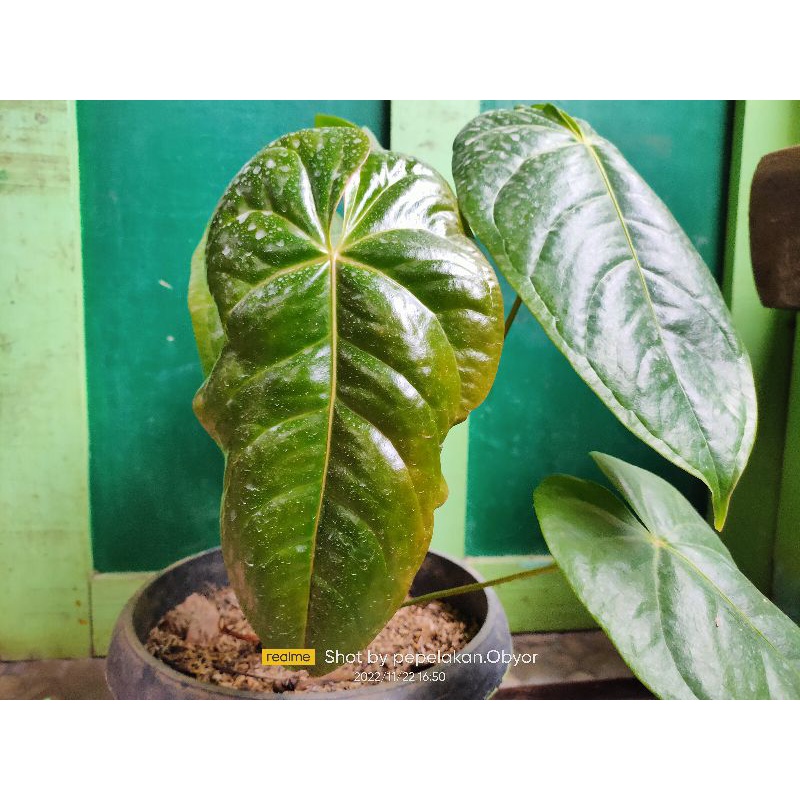 Anthurium Veitchii hybrid