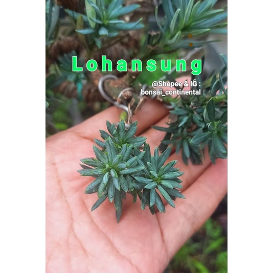 Bibit bonsai lohansung Lidah Burung daun mikro