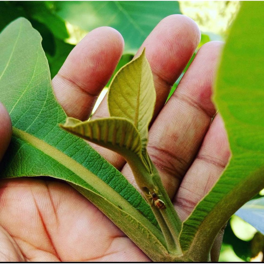 

Daun Muda Jati untuk Pewarna Gudeg Alami