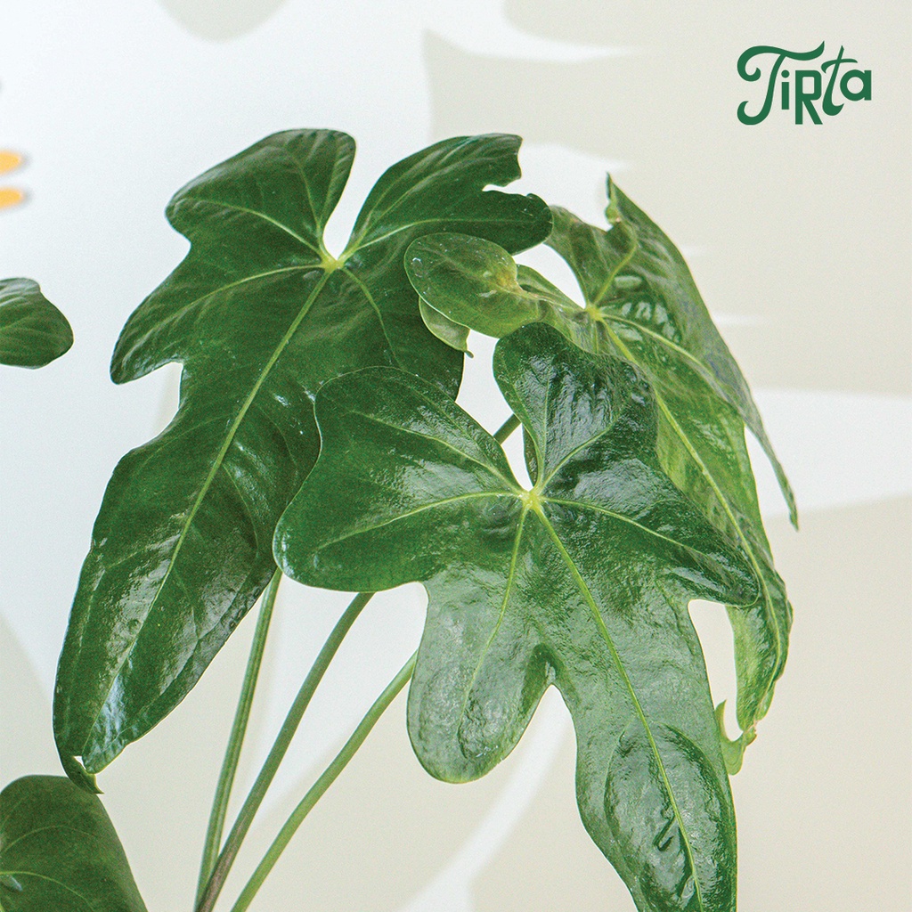 Anthurium hybrid 'macrolobium' (Pedatoradiatum X Clarinervium) - Tanaman rawatan