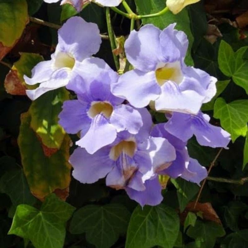 tanaman rambat tumbergia ungu - tanamanhias tumbergia