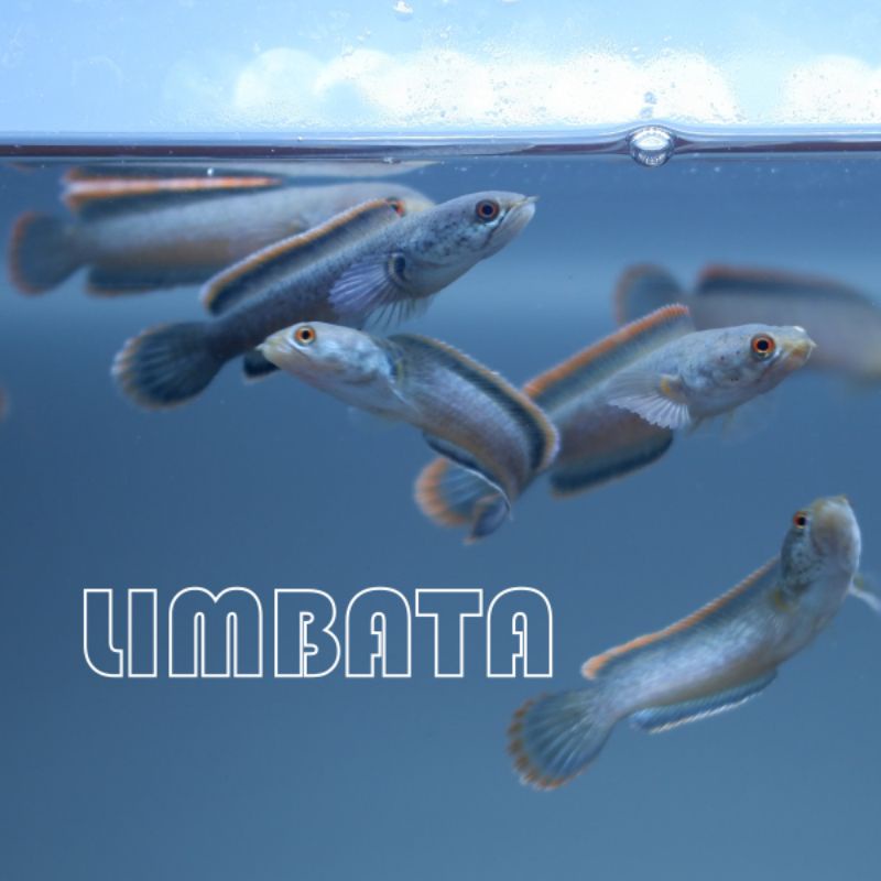 Limbata Ombyok Premium Rim Tebal 8-9cm Kualitas grade A