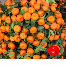 

と biji benih Bonsai Buah Jeruk rambat /10 biji ㆂ