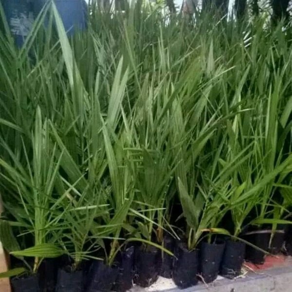 PROMO tanaman bibit kurma azwa - bibit kurma azwa betina . valid