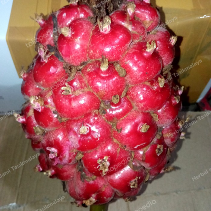 new buah kecombrang honje segar