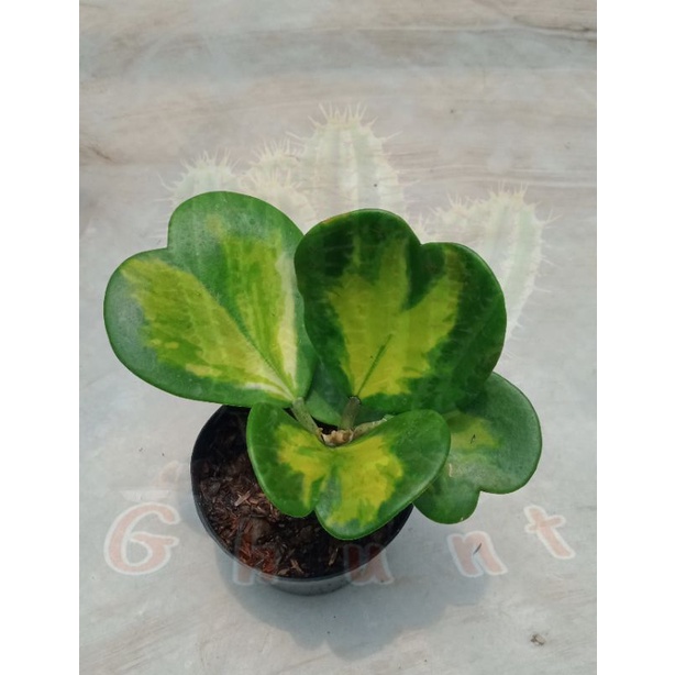 Hoya Kerrii varigated