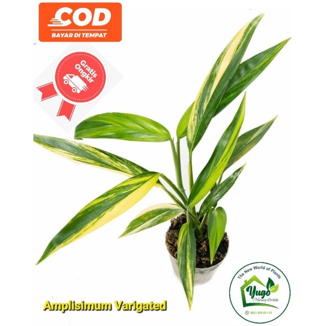 Tanaman Hias Epipremnum Amplissimum Aurea Variegata Epipremnum Amplissimum Variegated