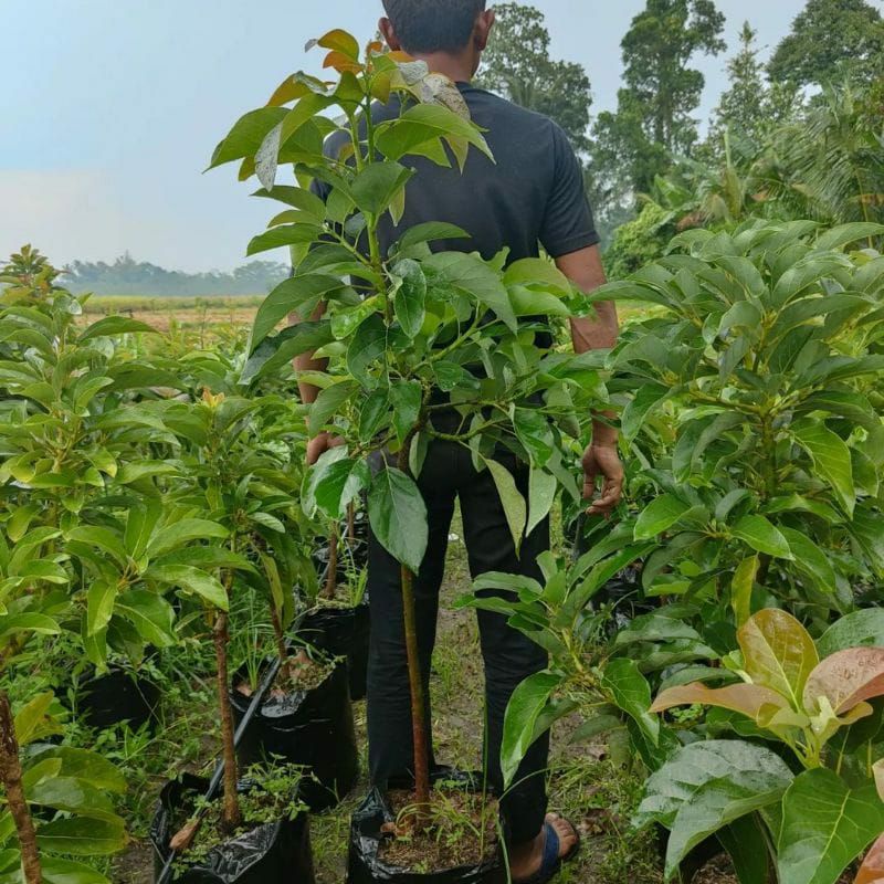 Bibit Alpukat Mentega Jumbo Batang Besar Siap Berbuah