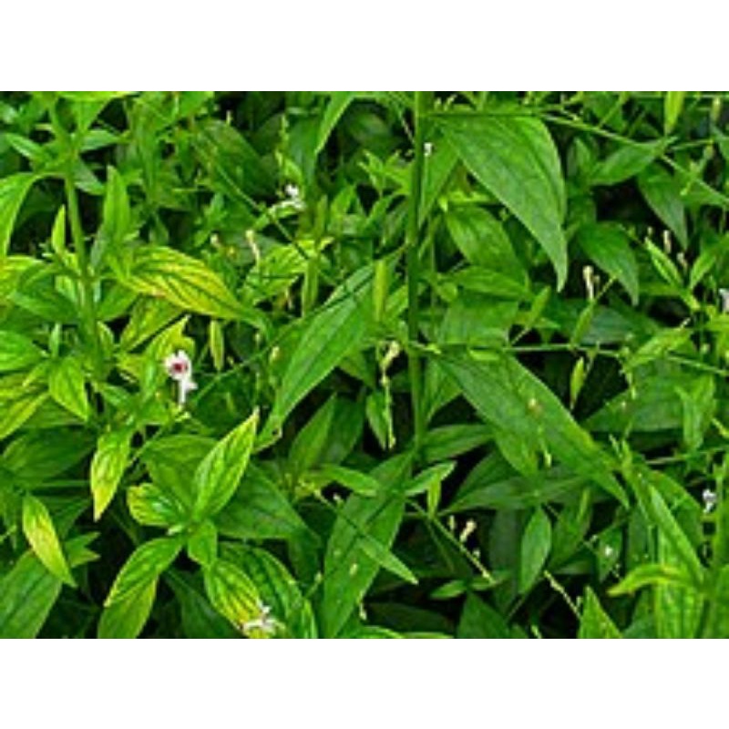 

Daun sambiloto kering/Chuan Xin Lien/Andrographis Paniculata