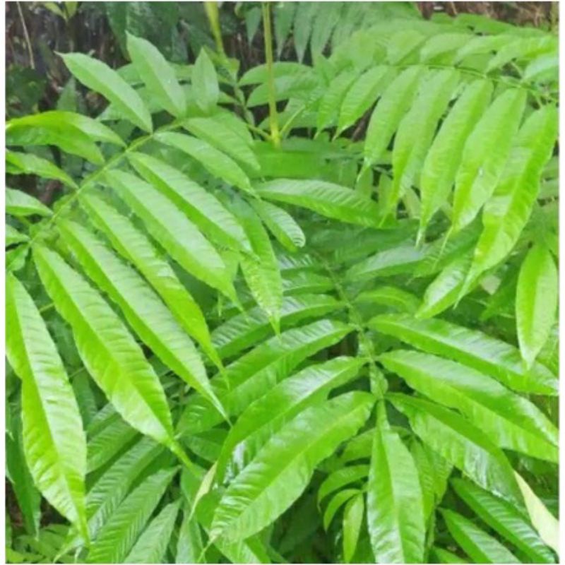 

Daun Sungkai Segar,jatiwalana herbal alami 8 kg