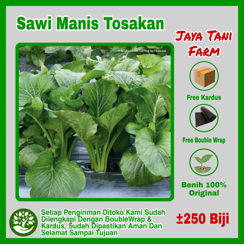 250 Biji Benih Sawi Manis Tosakan / Benih Sayuran / Bibit Sayuran Unggulan / Biji Sayuran / Benih Sa