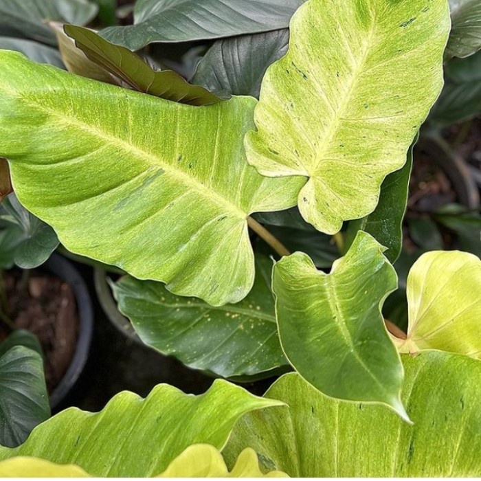 Hiasan Taman Philodendron Jungle Fever