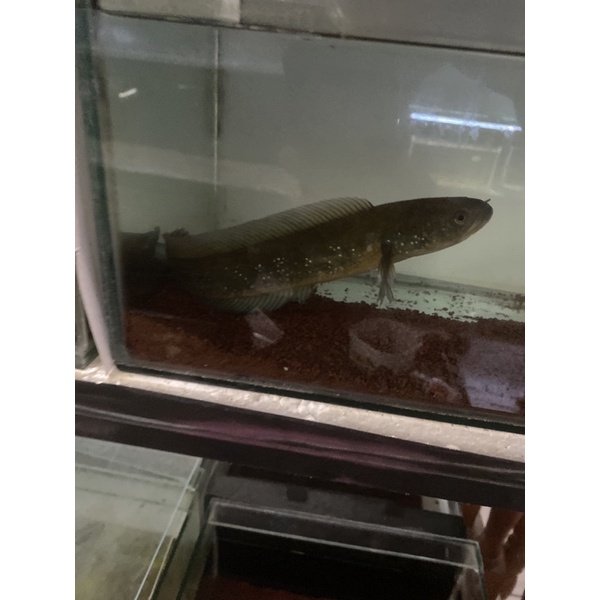 asiatica rs pure 20 cm