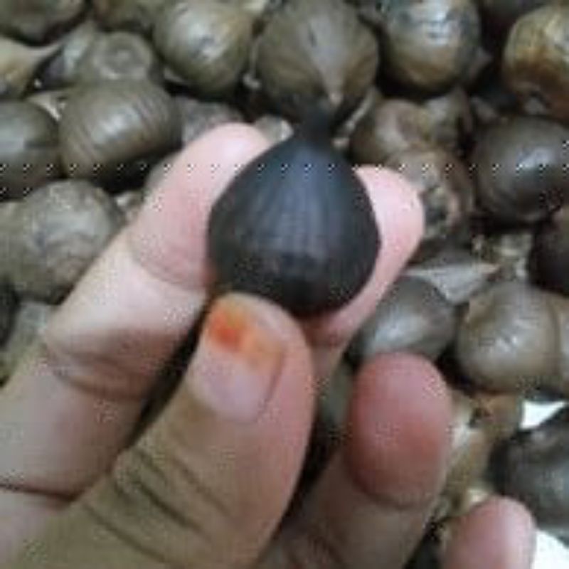 BLACK GARLIC (BAWANG HITAM) TUNGGAL KEMASAN 250GRAM