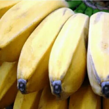 BIBIT POHON PISANG KEPOK KUNING SUPER EE33