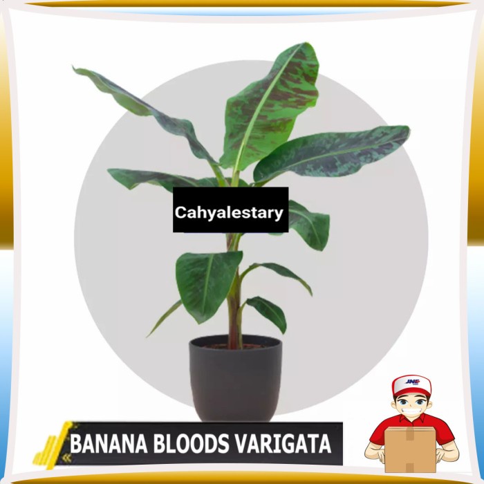 pohon pisang varigata merah FF11