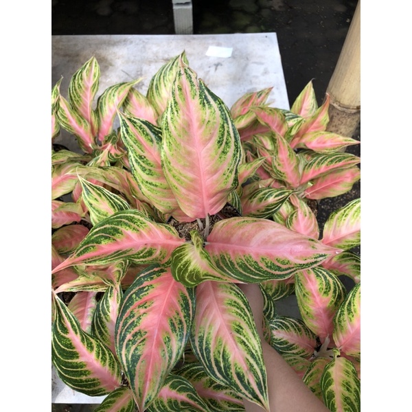 Aglaonema Pink Sunset