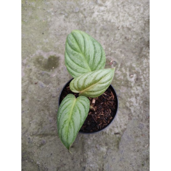 philodendron pastazanum silver real pict