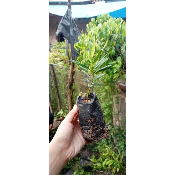 bibit Lohansung polibek / bibit lohangsung taman / bibit bonsai lohansung / bibit pohon lohansung