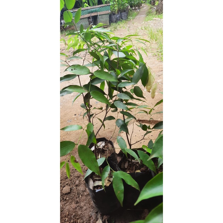 Tanaman Nagasari Pohon Dewadaru Unggul Siap Tanam Hida Bibit