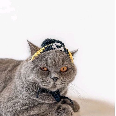 Purrates Crochet Hat (Topi Kucing Crochet Bajak Laut)