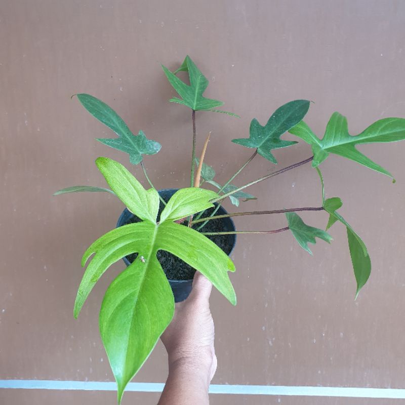 Philodendron Florida Ghost Mint