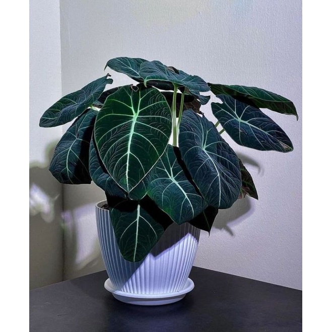 Keladi tengkorak black velvet 1-2daun