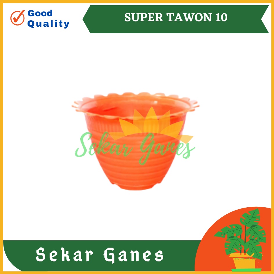 Pot Tawon Dahlia Super Tawon 10 Putih Kuning Orange Merah Pot Tawon Putih Pot Kaktus Mini Lucu Murah