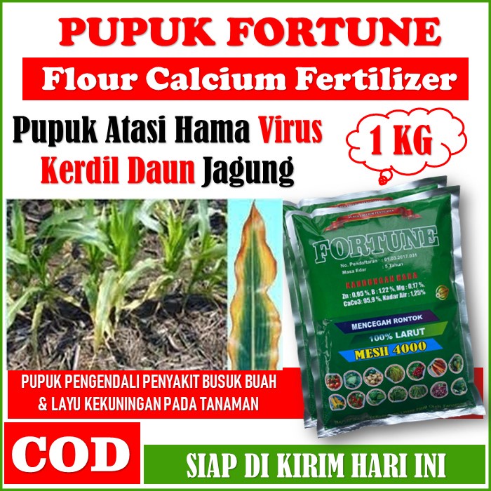 Pupuk KALSIUM Obat Jagung Kerdil Daun Kening Terbaik FORTUNE 1 Kg - Obat Jagung Daun Kuning/Virus Ku