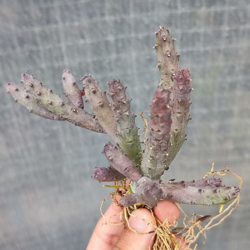 Huernia pendurata cutting