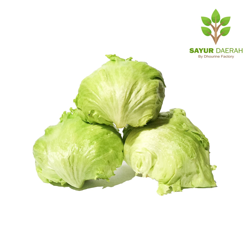 Jual Lettuce Head Iceberg 500 Gr Sayur Daerah Shopee Indonesia