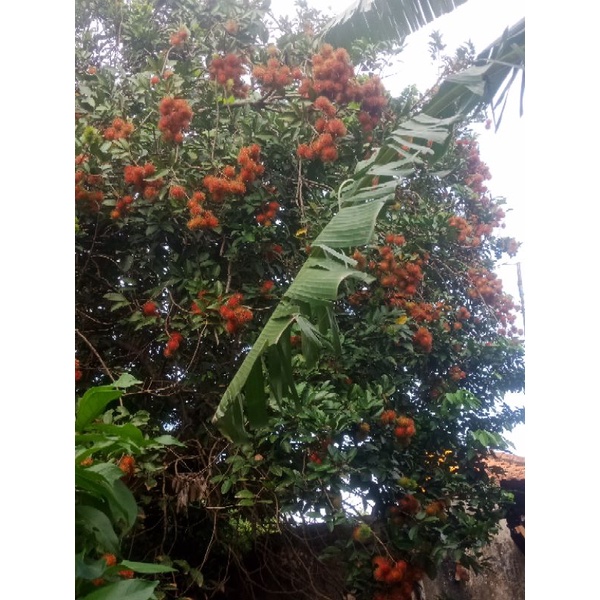 

READY SIAP KIRIM BUAH RAMBUTAN BINJAI/BINJEH/BINJE MANIS SEGAR/FRESH KILOAN/1 KG TStore