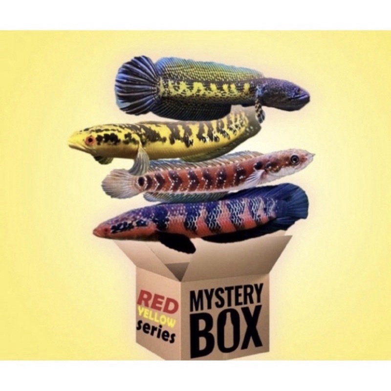 Mistery Box Chana isi 1 jakpot Auranty dan Barka