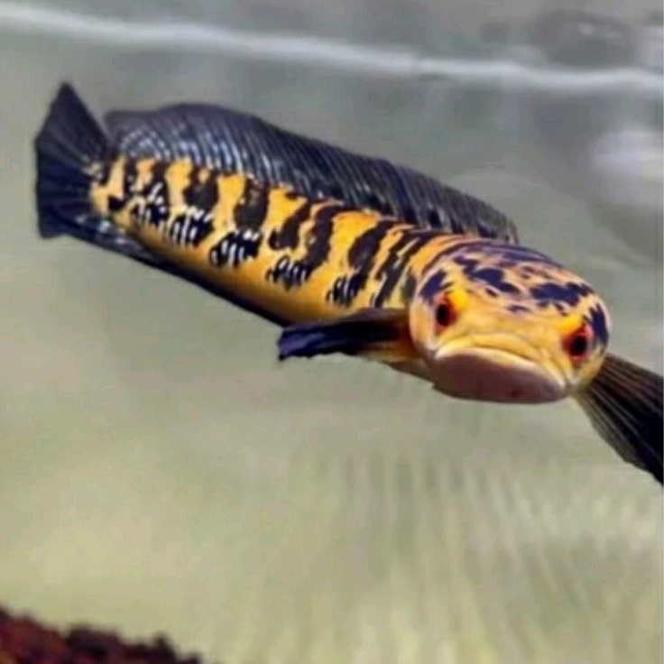 maru ys 20-25 cm pregresan galon