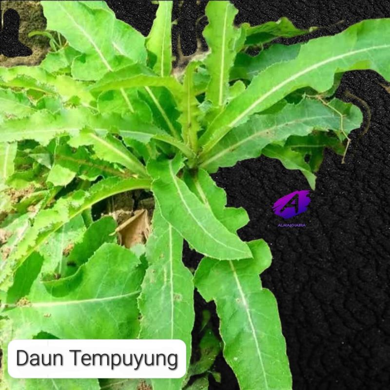 

Daun Tempuyung kering 50gr