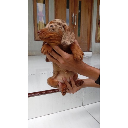 ANJING TEKEL MIX