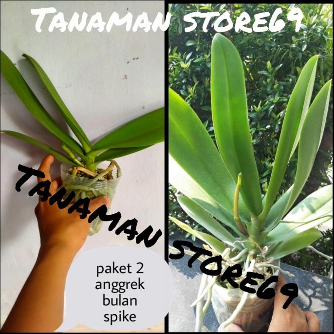 paket 2 anggrek bulan spike - anggrek bulan spike