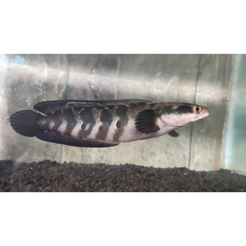 Channa Red Barito 25cm up