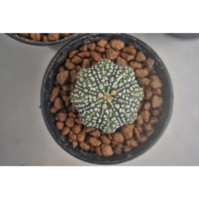 Astrophytum Starshape