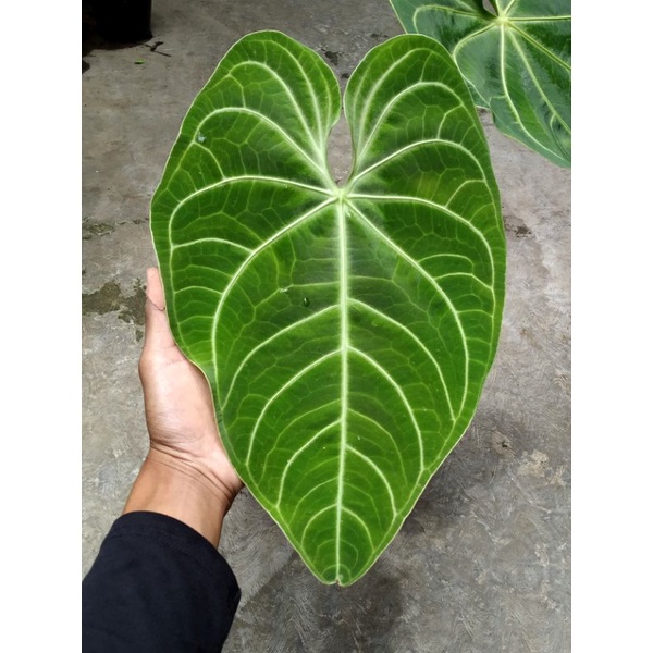 Kuping Gajah Magnificum Verde / Anthurium Kuping Gajah