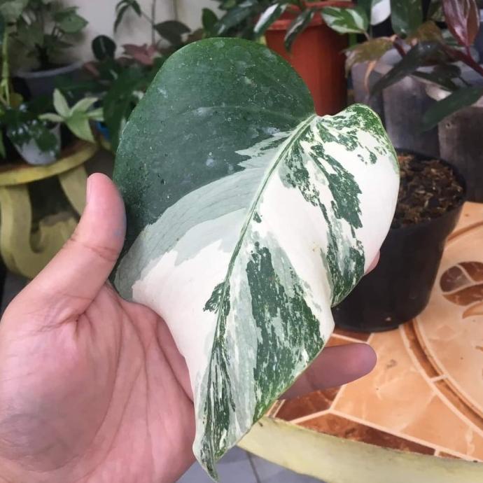 Monsvar - monstera varigata - monvar ekonomis (Real Pic)